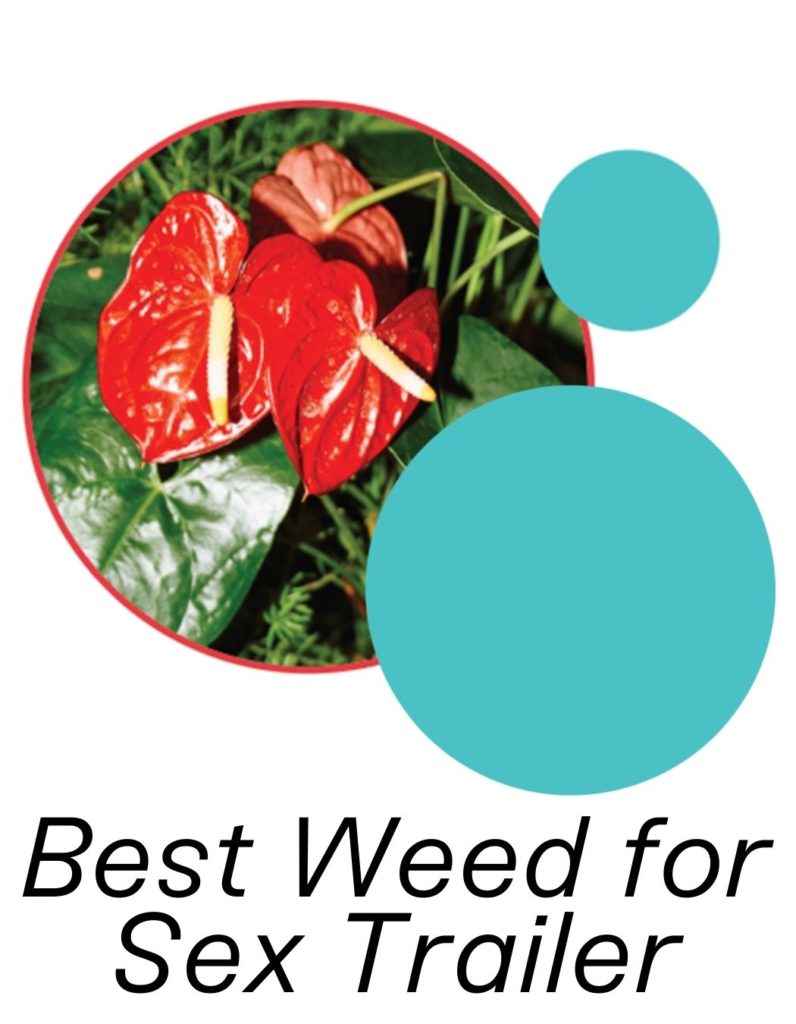 Best Weed for Sex Trailer | How To Do The Pot
